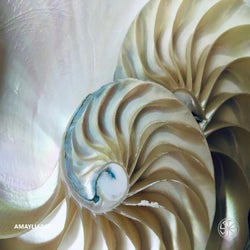 Amaylia043