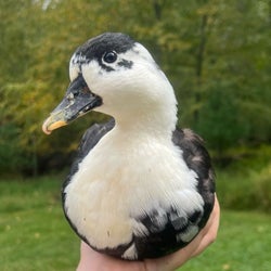 Ducks of the week 11-20-24