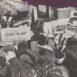 Snake Plant