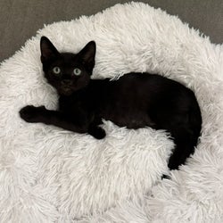Coco's Selection