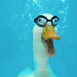 Ducks of the week 10/24/25