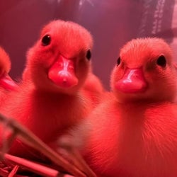 Ducks of the week 10/31/25