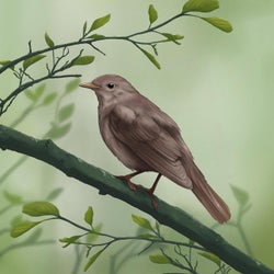 Thrush Nightingale