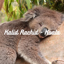 Koala