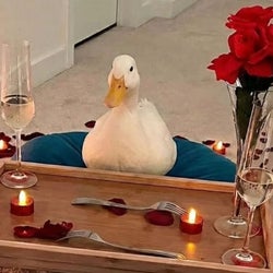 Ducks of the week 02/13/26