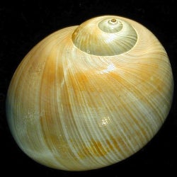Subfossil - Stripes On A Shell Chart