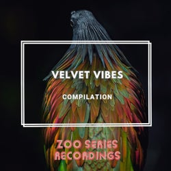 Velvet Vibes