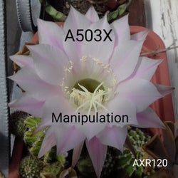Manipulation