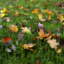 Fields Of Autumn Leaves