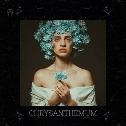 Chrysanthemum