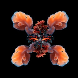Symbiosis Three