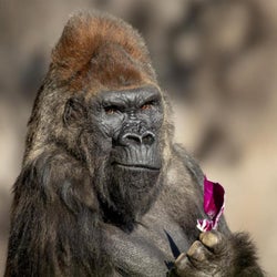 My Friend the Gorilla // Drum & Bass Beat