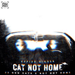 Cat Not Home