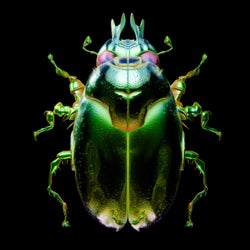 Beetle