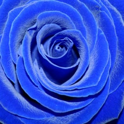 Blue Rose Trip Chart