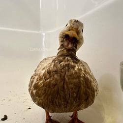 Ducks of the week 1/16/26