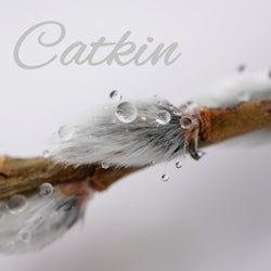 Catkin