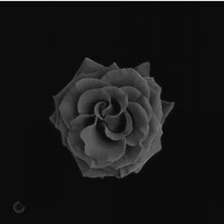 Black Rose