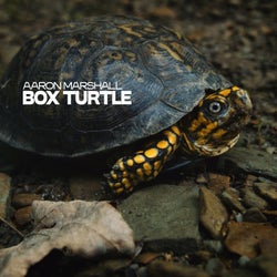 Box Turtle