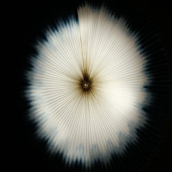 Data Bloom (Ep)