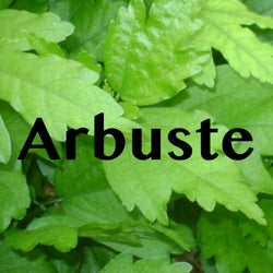 Arbuste