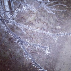 Frost in November