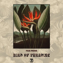 Bird Of Paradise