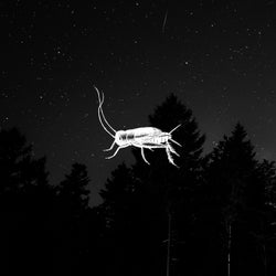 夜の昆虫