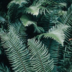 Ferns