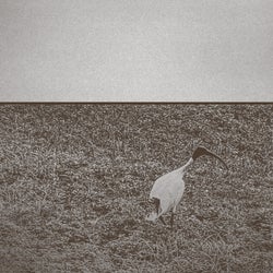 Ibis