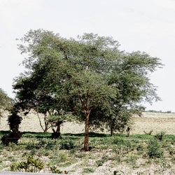 Bantu Saana
