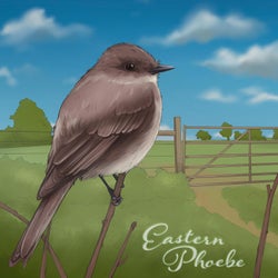 Eastern Phoebe