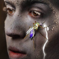 Mosquito
