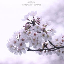 Hanami in Tokyo