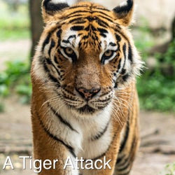 A Tiger Attack
