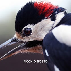 PICCHIO ROSSO MAR. 16 TOP10 CHART.