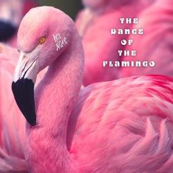 The Dance of the Flamingo