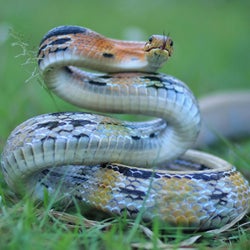 Squirm