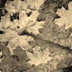 Autumn introduces Winter