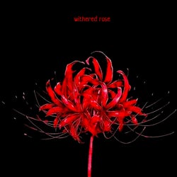 Withered Rose