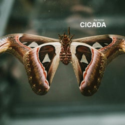 Cicada