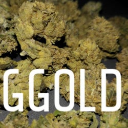 Gold Kush