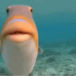 Fish McGee