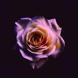 Colors