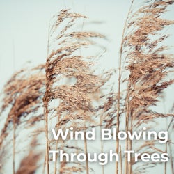 Wind Blowing Through Trees