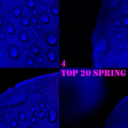 TOP 20 Spring, Vol. 4