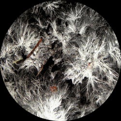 Mycelium EP