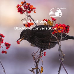 Blackbird conversation