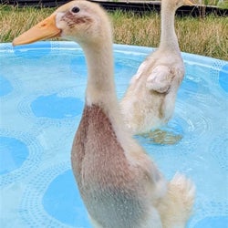 Ducks of the week 01/09/26