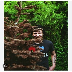 Beauty In The Trees
